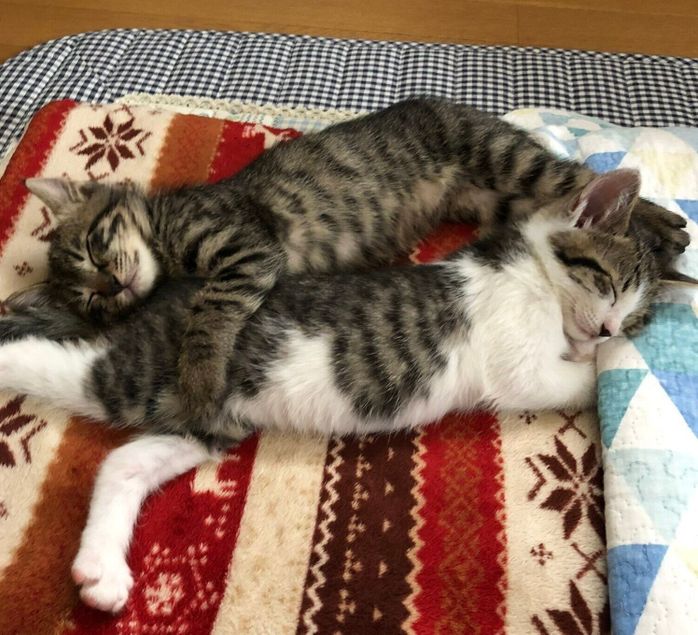 ぐっすり眠るなぎくんとよもぎちゃん