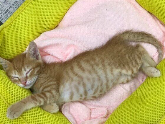 茶トラ猫の茶々丸ちゃん