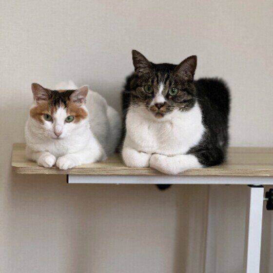 香箱座りのサスケくん（MIX）