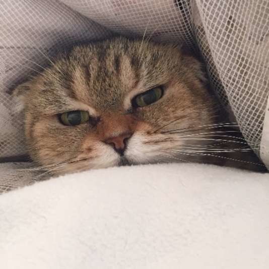 布団にくるまれる猫