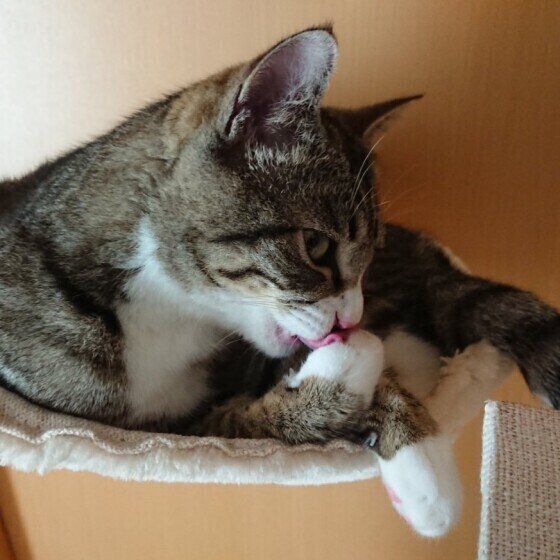 MIXキジトラのコタロウくん