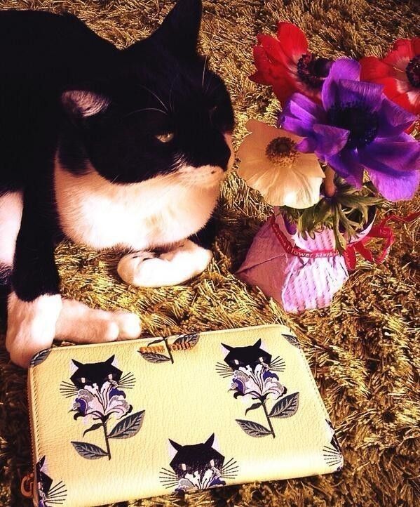 miumiuの財布（黄色）