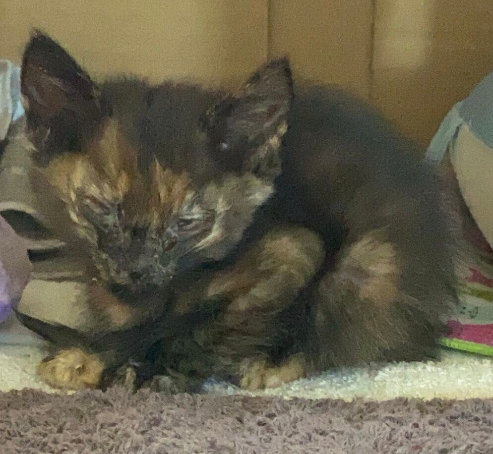 保護して数日のまるちゃん