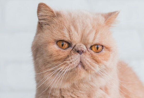 茶色の鼻のあずきちゃん