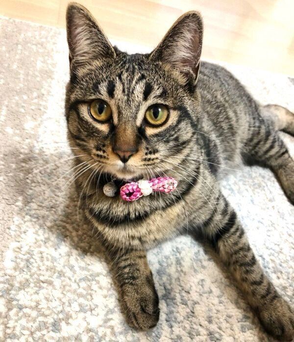 見つめるみぃちゃん