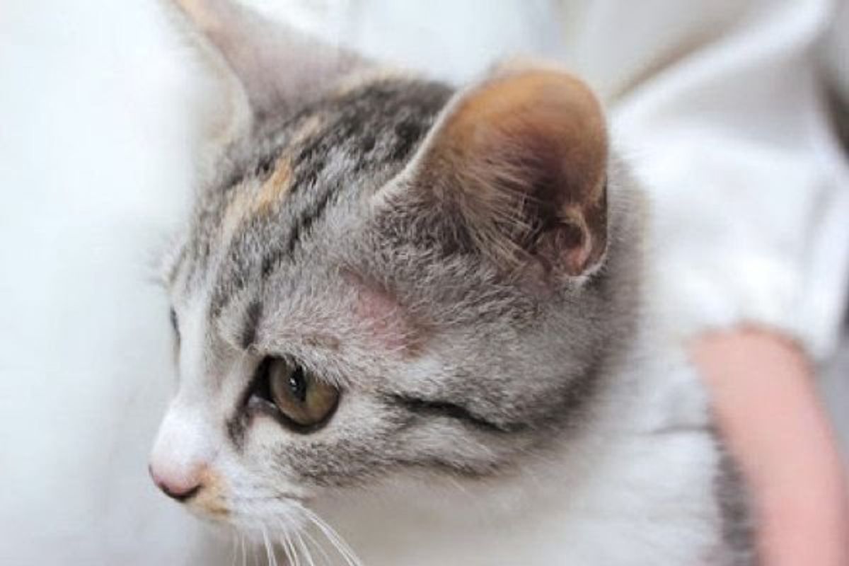 飼い始めの猫に多い 体の一部が脱毛がする 皮膚糸状菌症 とは ねこのきもちweb Magazine 飼い始めの猫に多い 体の一部が脱毛がする 皮膚糸状菌症 とは ねこのきもちweb Magazine