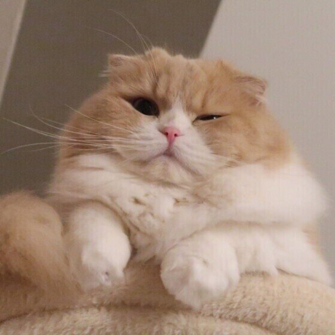 かわいい表情にキュンとする ウインクする猫たちの写真集 ねこのきもちweb Magazine かわいい表情にキュンとする ウインクする猫たちの写真集 ねこのきもちweb Magazine