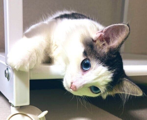 くつろぐ快斗くん