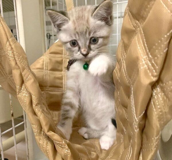 ハンモックに乗るネルちゃん