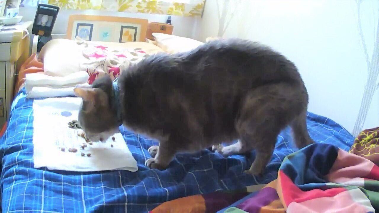 画像／2018年４月号「ちょっとの心がけで、絆はもっと強まる　猫の留守番ビフォーアフターにすること」