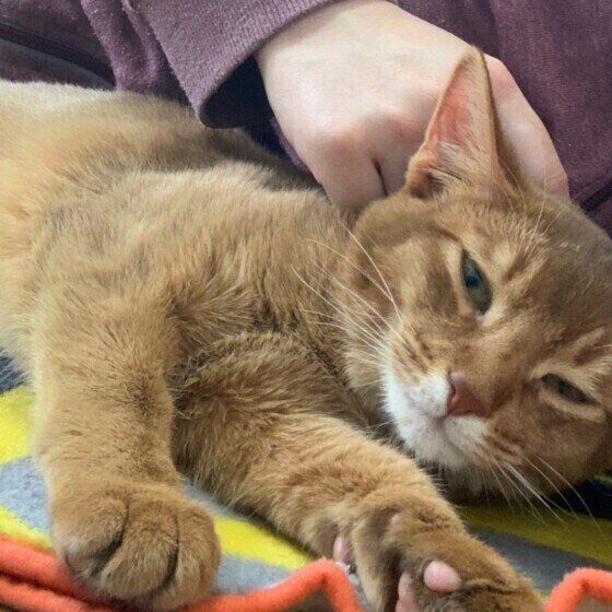 甘えん坊なアビシニアン