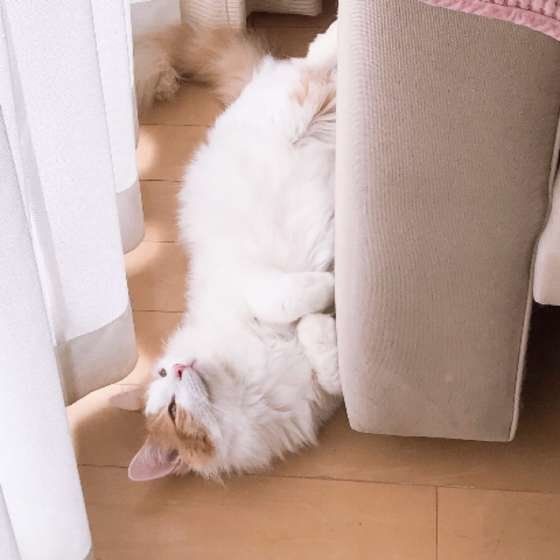 ノルウェージャンフォレストキャットのうにくん