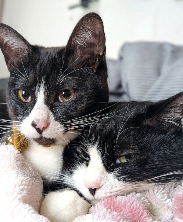 まったりする天ちゃん、富士丸くん