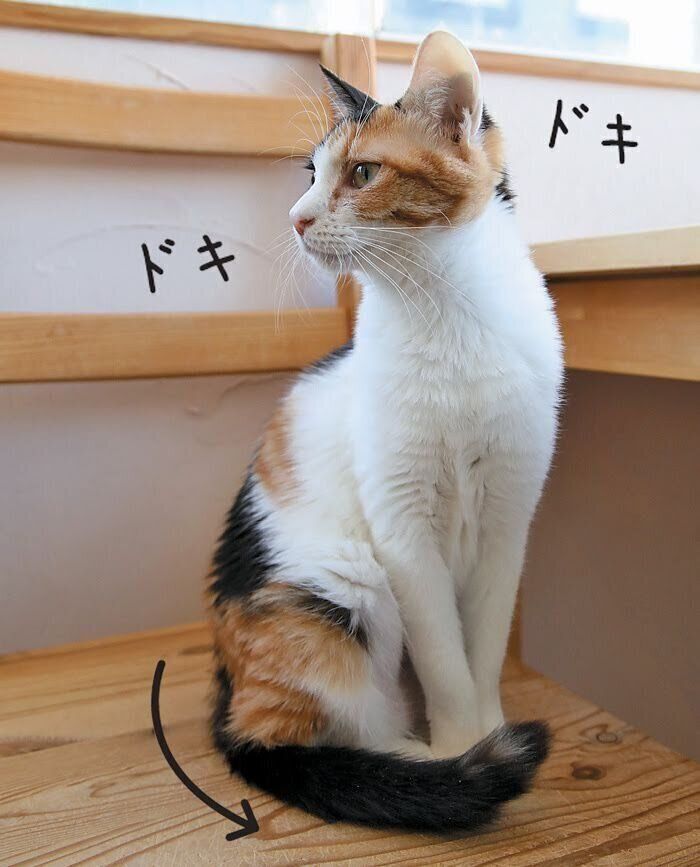 しっぽを体に沿わせる緊張した猫