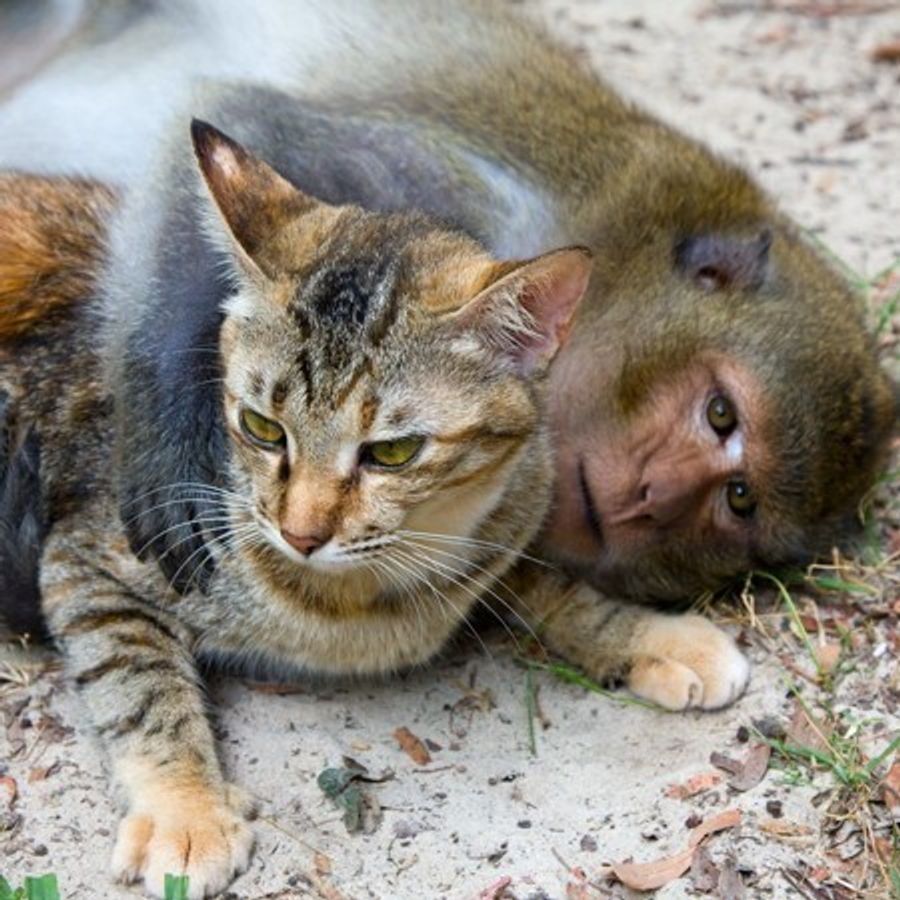 相思相愛の猫と猿 仲良しの秘密は ねこのきもちweb Magazine 相思相愛の猫と猿 仲良しの秘密は ねこのきもちweb Magazine