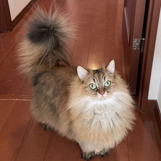 ペルシャのかかおくん