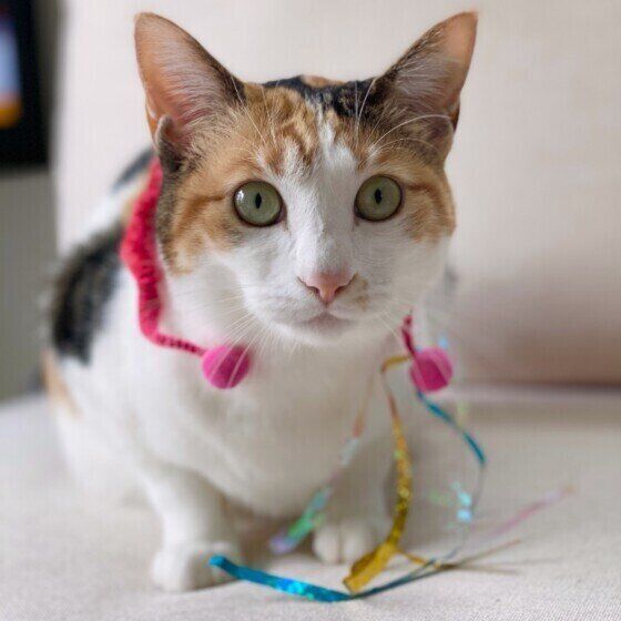 おもちゃをまきつけるミケ