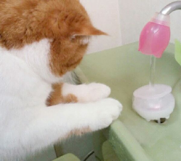 芳香剤とエキゾチックショートヘア