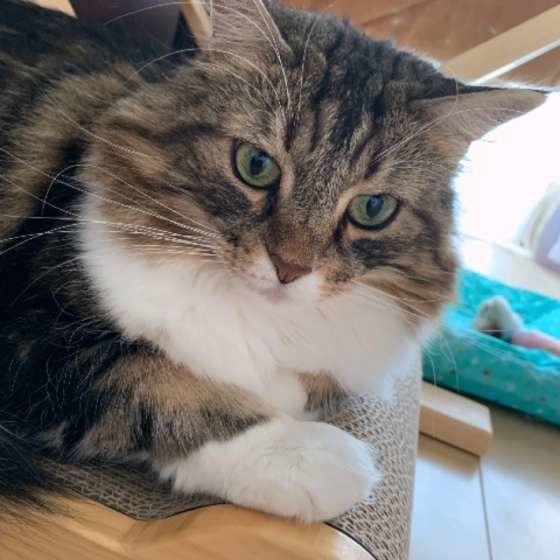 視線をそらすノルウェージアンフォレストキャット