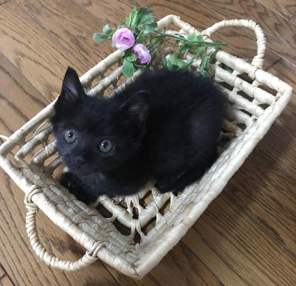 黒猫のジジコちゃん