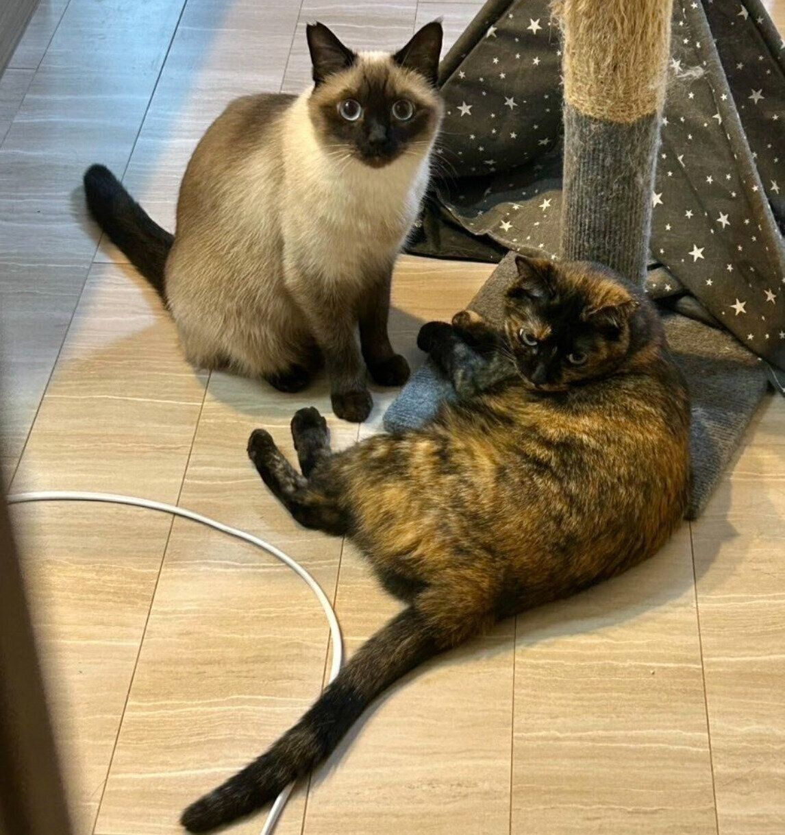 飼い主さんを見送るサラミちゃん、ナッツくん。