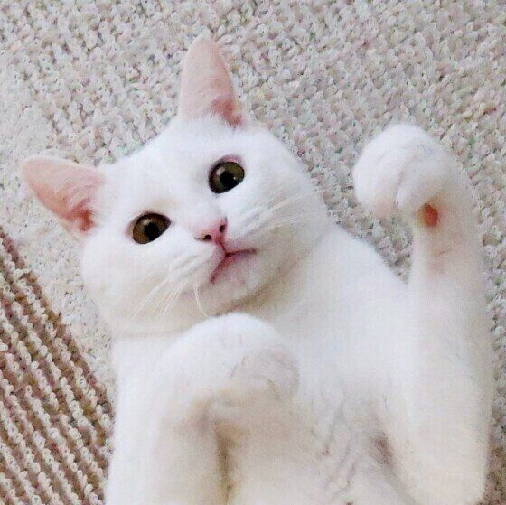 リラックスしているシロ