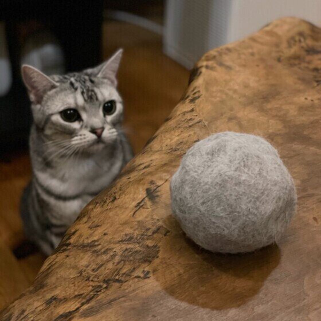 暑い夏は 猫の被毛対策として特別な事をする必要はある まずやりたい 猫のお手入れ とは ねこのきもちweb Magazine 暑い夏は 猫の被毛対策として特別な事をする必要はある まずやりたい 猫のお手入れ とは ねこのきもちweb Magazine