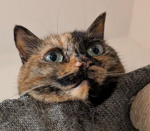 キャットタワーでくつろぐしじみちゃん