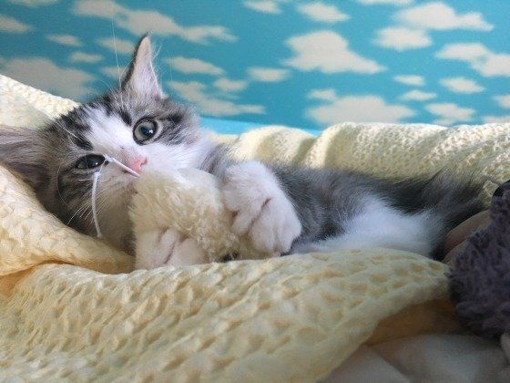 遊ぶラガマフィン