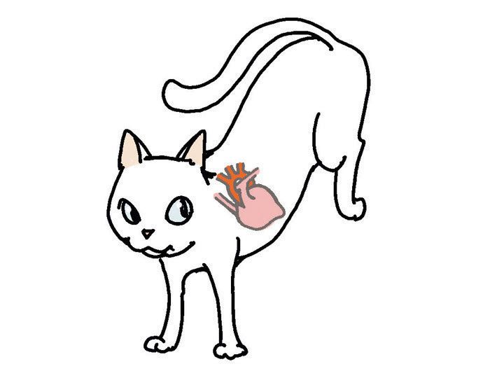 猫の心臓のイラスト