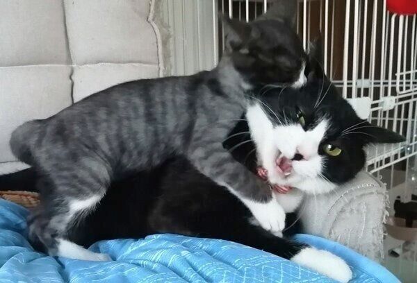 天ちゃんにちょっかいをかけられる富士丸くん