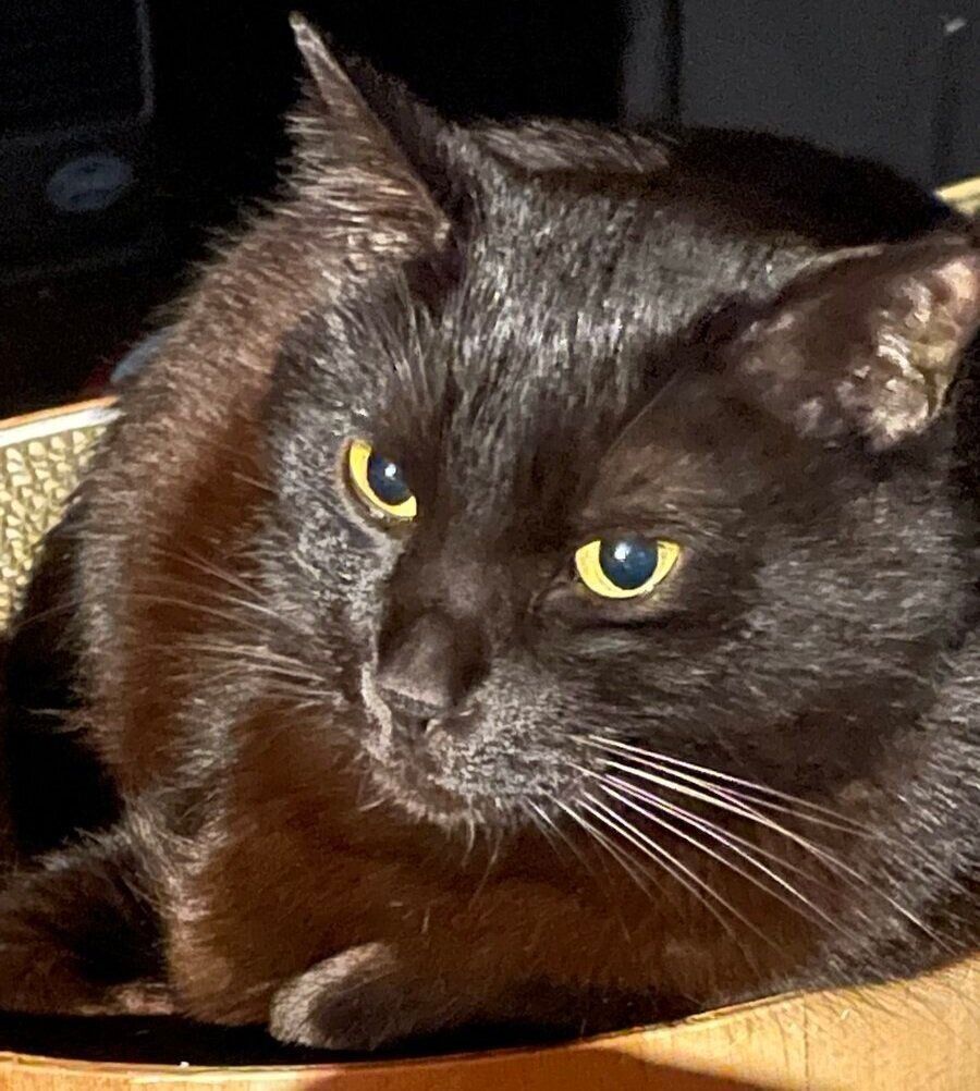 7才になった現在の水無月くん