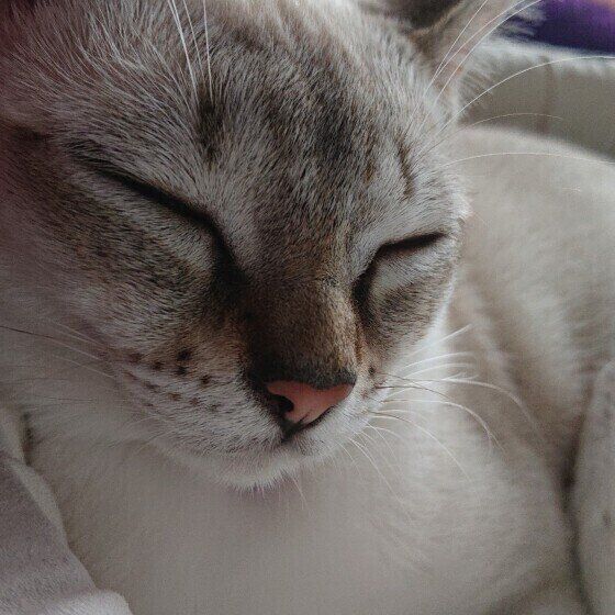 眠るシンガプーラ