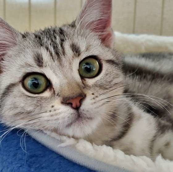 カメラ目線のアメリカンショートヘア