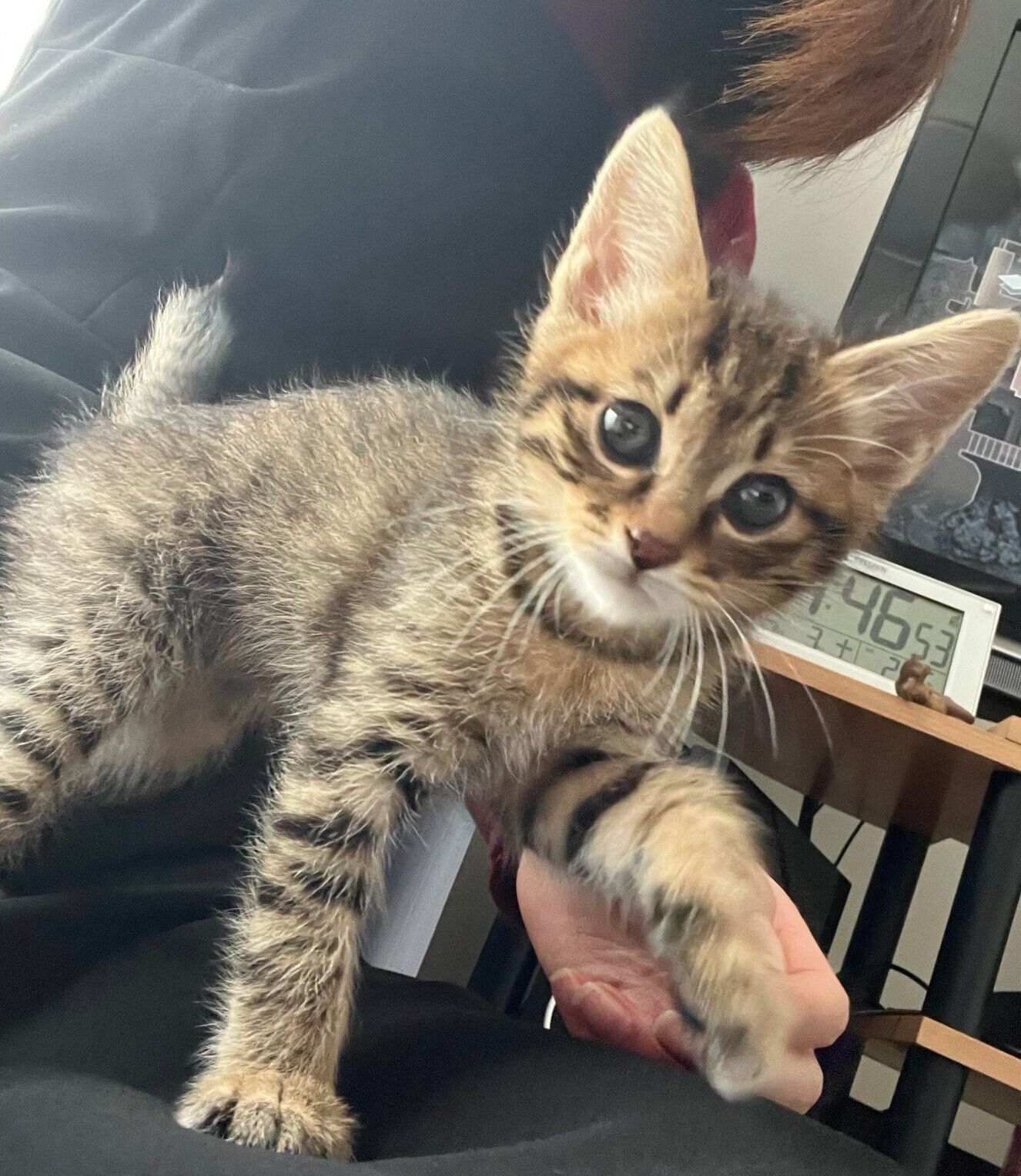 飼い主さんと遊んでいるとんこつくん。