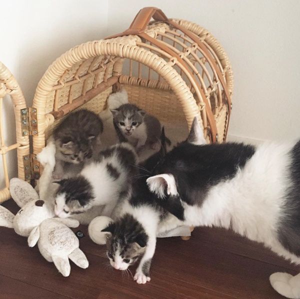 すくすく成長する猫4兄妹