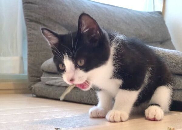 煮干しを食べるむーくん