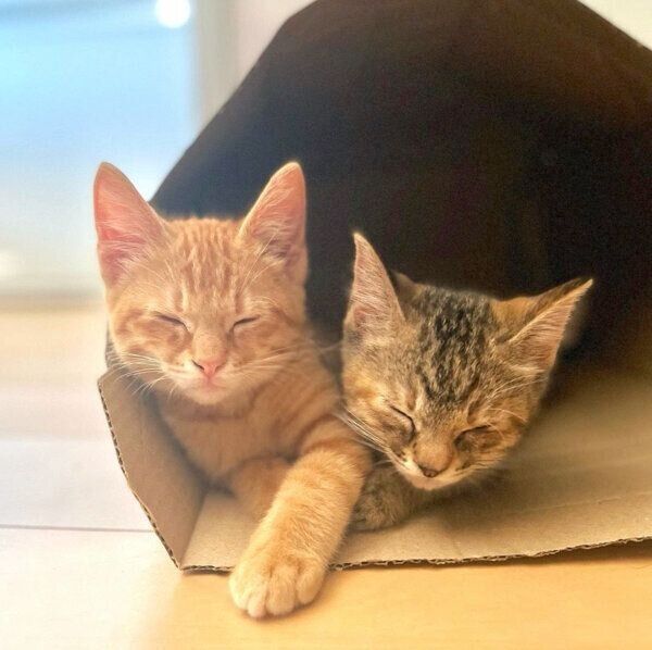 仲良く眠るしょうがちゃん、わさびちゃん