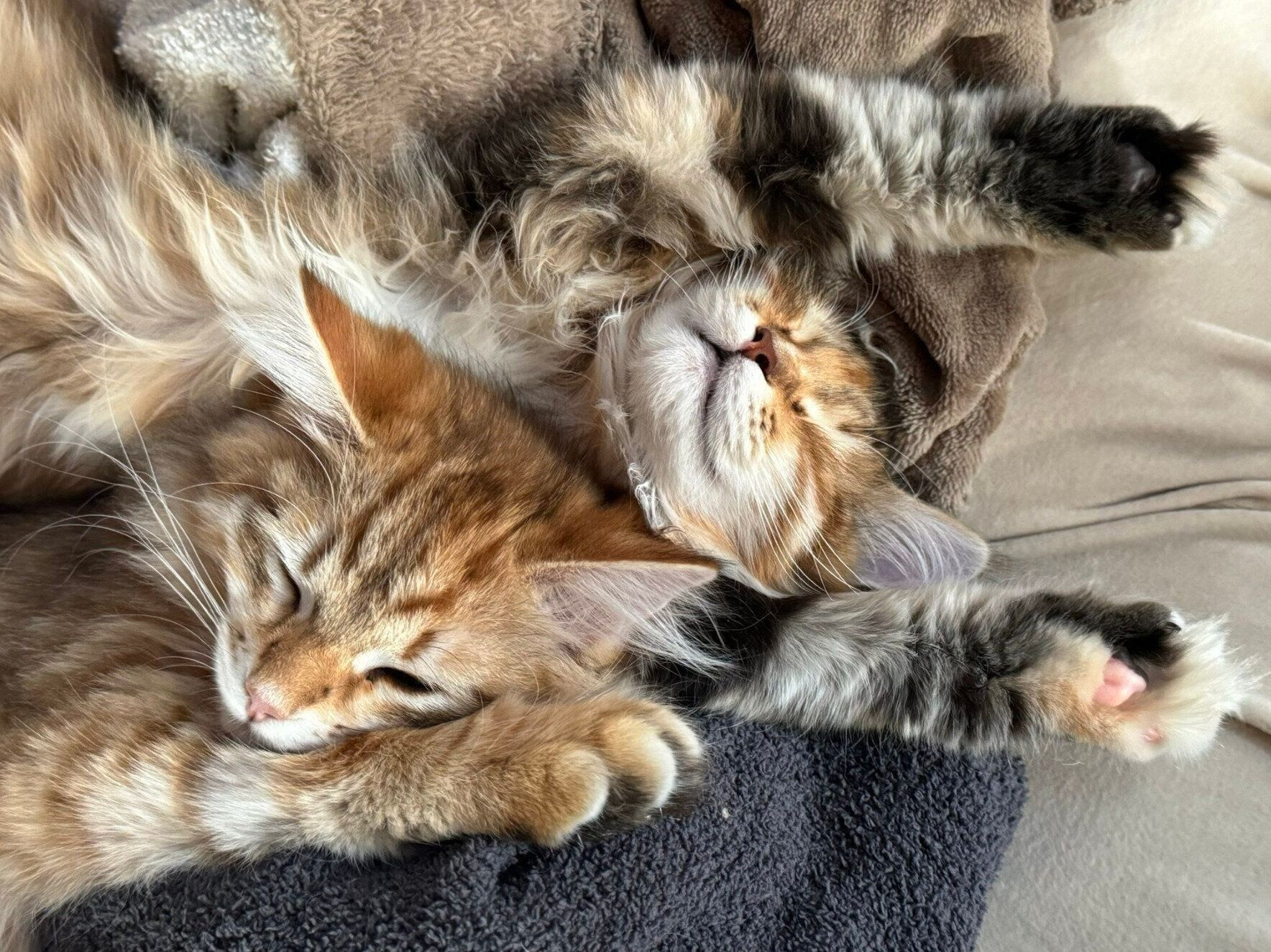 くっついて眠るブランくんとシェリーちゃん