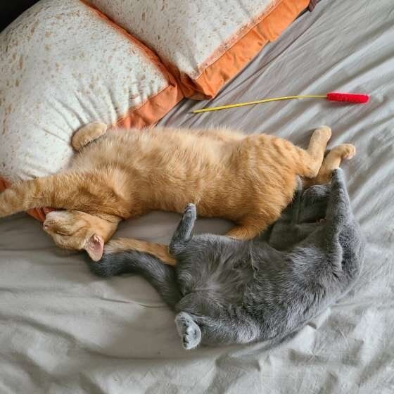 くろごま　ブリティッシュ　ヘソ天　ダブル