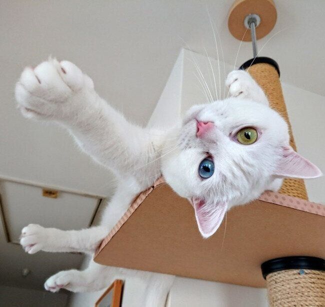 「我が家の王様」