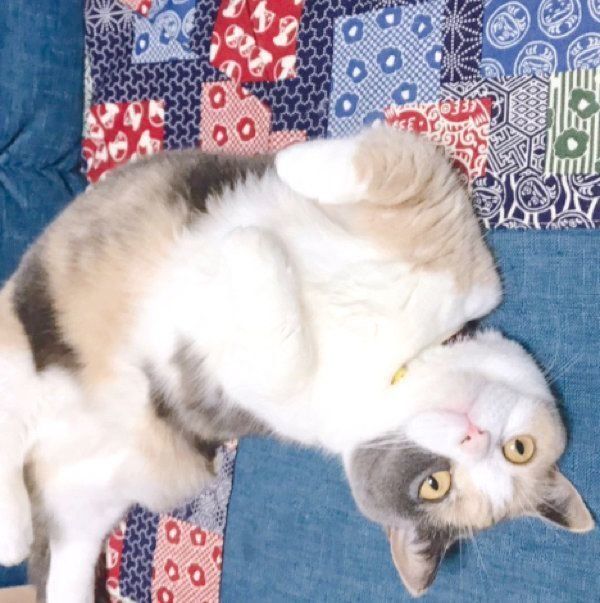 寝転がるリラちゃん