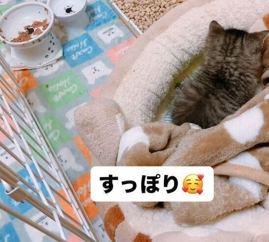 寝床に入るあんずちゃん