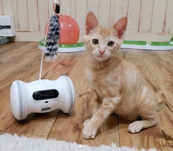 見つめるトロくん