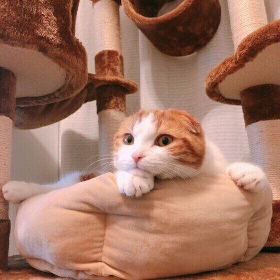 クッションで休むスコティッシュフォールド