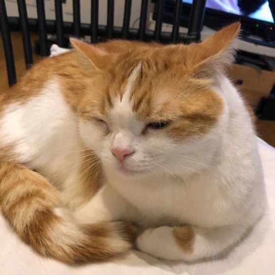 眠そうなスコティッシュフォールド