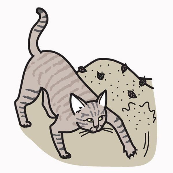 排泄物を隠す猫