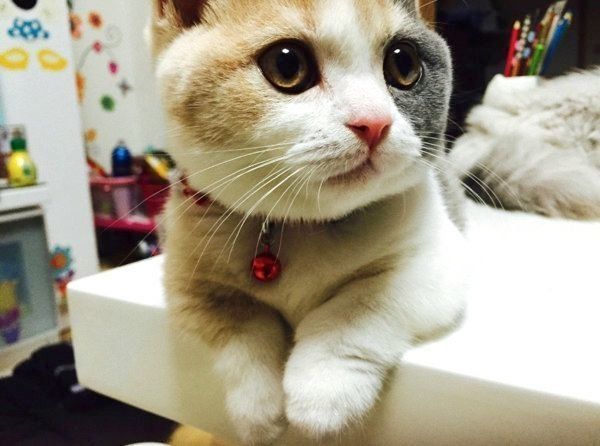 まんまるお目めの猫