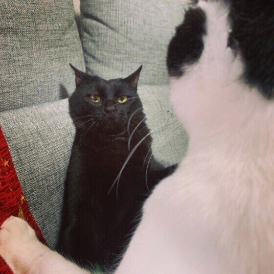 取っ組み合いをする黒猫