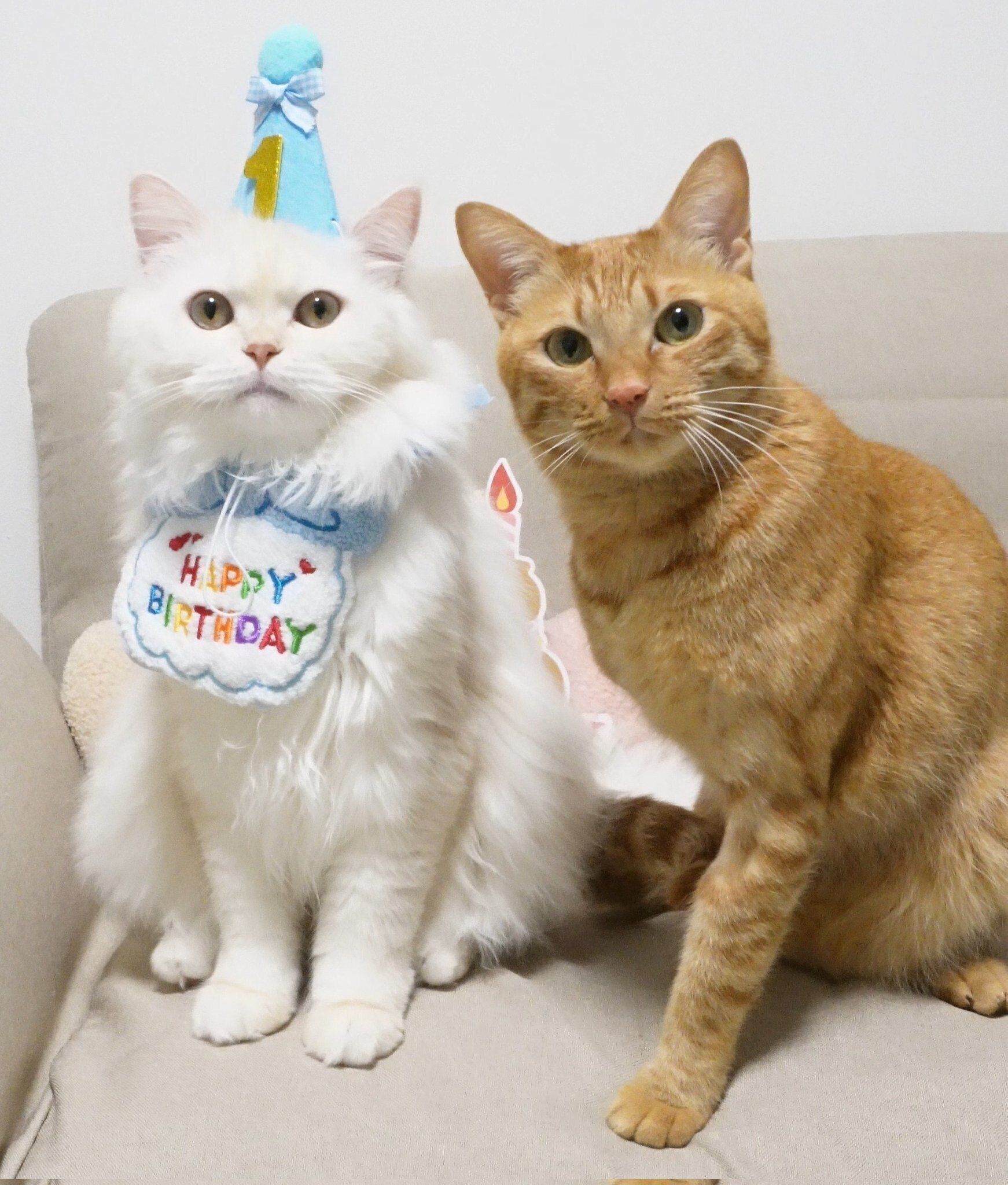 見つめるにゃんちゅーくん、れんにゅーくん